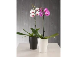 Scheurich Orchideengefäß 608 Ø 13 cm Anthrazit