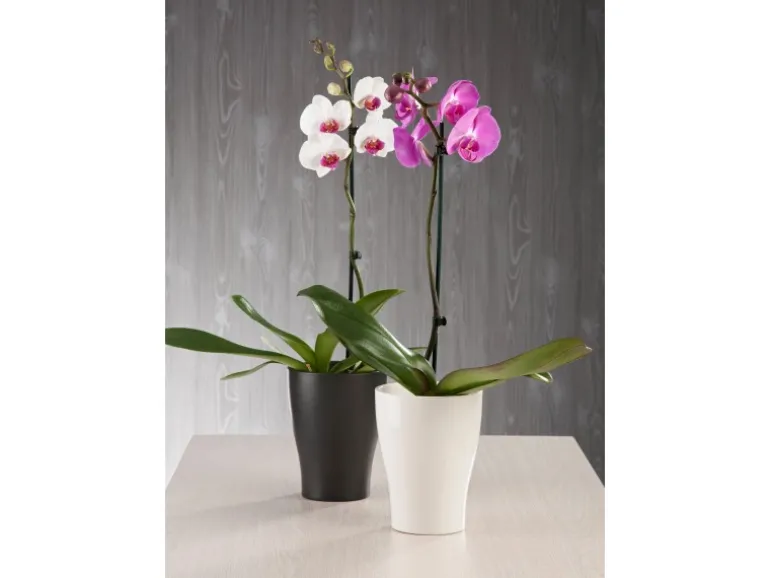 Scheurich Orchideengefäß 608 Ø 13 cm Anthrazit