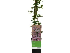 Waldrebe "Piilu" Rosa-Violett ca. 40 - 60 cm Topf-Ø ca. 17 cm Clematis Hybride