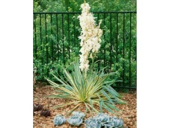 Yucca Filamentosa Bright Edge Palmlilie Ca. 11x11 cm Topf