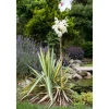 Yucca Filamentosa Palmlilie Ca. 11x11 cm Topf