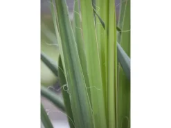 Yucca Filamentosa Palmlilie Ca. 11x11 cm Topf